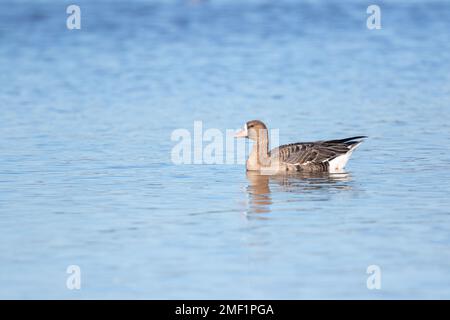 Russian White-Front Goose, (Anser albifrons), Erwachsener schwimmt auf dem See, WWT Slimbridge Gloucestershire, England, Januar. Stockfoto