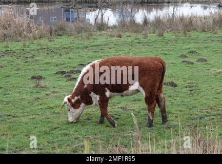 Eine rot-weiße Hereford-Kuh grast. Sie steht auf den Überschwemmungsgebieten des Vecht bei Hardenberg, Niederlande Stockfoto