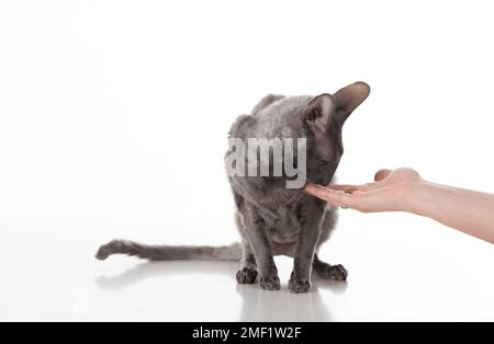 Schwarz-Cornish Rex Kat. Studioaufnahmen. Isoliert auf weißem Hintergrund Stockfoto