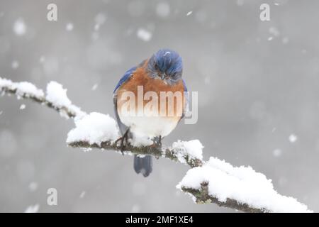 Männlicher östlicher blauer Vogel Sialia sialis, der im Winter auf einem schneebedeckten Ast sitzt Stockfoto