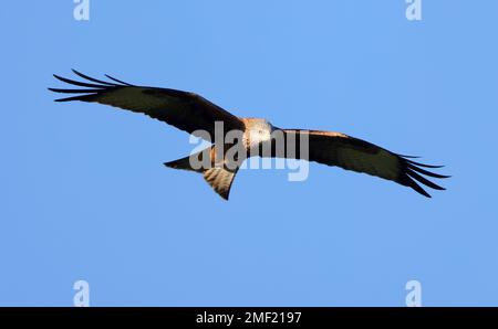 Red Kite ( Milvus milvus ) in der Wintersonne in den Cotswold Hills Gloucestershire UK Stockfoto