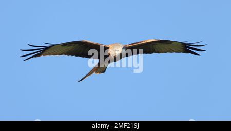 Red Kite ( Milvus milvus ) in der Wintersonne in den Cotswold Hills Gloucestershire UK Stockfoto