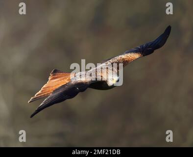 Red Kite ( Milvus milvus ) in der Wintersonne in den Cotswold Hills Gloucestershire UK Stockfoto