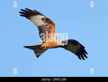 Red Kite ( Milvus milvus ) in der Wintersonne in den Cotswold Hills Gloucestershire UK Stockfoto