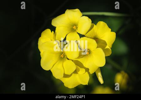 Eine Oxalis pes-caprae-Blume, bekannt als afrikanischer Holzsorrel, Bermuda-Butterblume, Bermuda-Sorrel, Butterblume oxalis, Cape-Sorrel, Englisches Gras, Ziegenfuß, Stockfoto