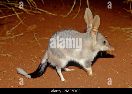 Makrotis ist eine Gattung von in der Wüste lebenden marsupialen Allesfressern, die als Bilbies oder Kaninchen-Bandicoots bezeichnet werden; sie sind Mitglieder des Ordens Peramelemorphia. Stockfoto