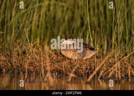 Silver Teal, Spatula Versicolor, La Pampa Province, Patagonia, Argentinien. Stockfoto