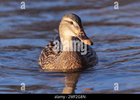 Weibliche Stockenten, die in Richtung Kamera schwimmen (Anas platyrhynchos) Stockfoto