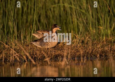 Silver Teal, Spatula Versicolor, La Pampa Province, Patagonia, Argentinien. Stockfoto