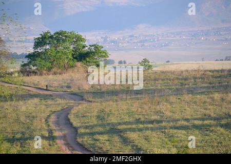 Der Mensch geht auf dem Weg nach Hause durch die Berge im Königreich Eswatini entlang einer langen unbefestigten Straße oder Piste mit langen Schatten und Hügeln im Hintergrund Stockfoto