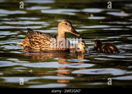 mallardenhuhn mit auf dem See schwimmenden Enten (.Anas platyrhynchos ); süße Tierfamilie, die in der Natur glücklich miteinander ist Stockfoto