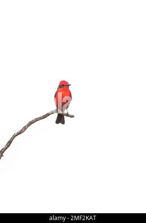 Vermillion Flicatcher hoch oben, Provinz La Pampa, Patagonien, Argentinien. Stockfoto