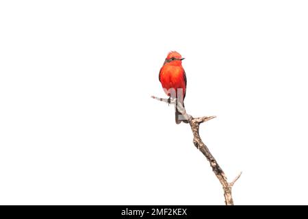 Vermillion Flicatcher hoch oben, Provinz La Pampa, Patagonien, Argentinien. Stockfoto