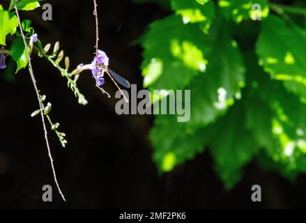 Damselfly hat sich auf einer Filiale in Sydney, New South Wales, Australien niedergelassen (Foto: Tara Chand Malhotra) Stockfoto