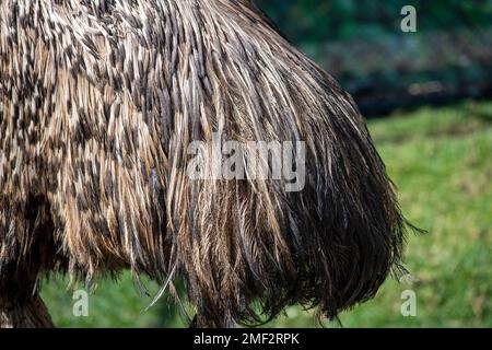 Nahaufnahme des Gefiebers einer Emu (Dromaius novaehollandia) in einem Zoo in Sydney, NSW, Australien (Foto: Tara Chand Malhotra) Stockfoto