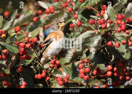 Brambling (Fringilla montifringilla) Fütterung von Wacholderrose (Viburnum opulus) Beeren Stockfoto