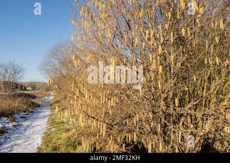 Blühende Hasel Haselnuss. Hazel Kätzchen auf Zweigen Stockfoto