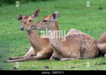 Auf dem Gras sitzender persischer Damhirsch (Dama mesopotamica) Stockfoto