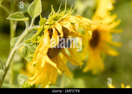 Gelbe Sonnenblume im Abendlicht. Nahaufnahme. Sonnenblume, Nahaufnahme. Gelbe große Blume. Stockfoto