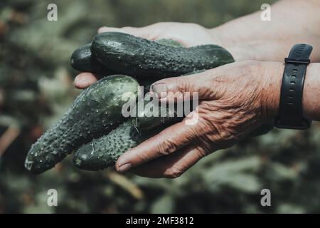 Ein Haufen Gurken in den Händen einer Frau, Nahaufnahme. Gemüseerntekonzept Stockfoto