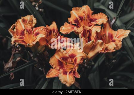 Tageslilien oder Hemerocallis. Tageslilien auf grünem Laubhintergrund im Sommer. Stockfoto