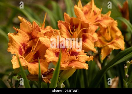 Tageslilien oder Hemerocallis. Tageslilien auf grünem Laubhintergrund im Sommer. Stockfoto