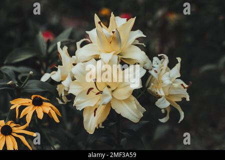 Lily Exotic Sun doppelte gelbe Blumen - OT-Hybrid Stockfoto