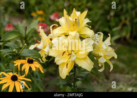 Lily Exotic Sun doppelte gelbe Blumen - OT-Hybrid Stockfoto