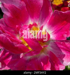 Nahaufnahme einer pinkfarbenen Tulpe (tulipa (gesneriana) bedeckt mit Wassertropfen Stockfoto