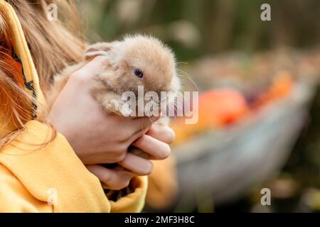 Flauschiger kleiner Fuchskaninchen in Kinderhänden im Herbsthintergrund Stockfoto