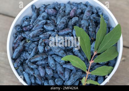 Frisches blaues Geißblatt, auch bekannt als Honigbeere, mit blauen Beeren und grünen Blättern Stockfoto