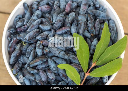 Frisches blaues Geißblatt, auch bekannt als Honigbeere, mit blauen Beeren und grünen Blättern Stockfoto