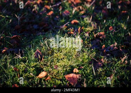 Gemahlenes Moos Stockfoto