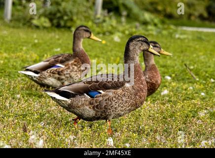 Drei Stockenten laufen auf einem Feld Stockfoto