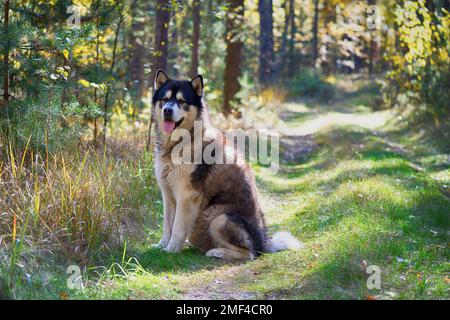 Alaska Malamute im Herbstwald Stockfoto