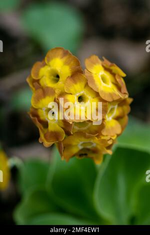 Frühlingsblumen. Blühende rote Primrose oder piano-primelblumen in einem Garten Stockfoto