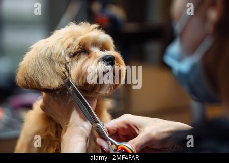 Professioneller Haarschnitt des Hundekopfes. Der Meister schneidet Wolle mit einer Schere. Stockfoto