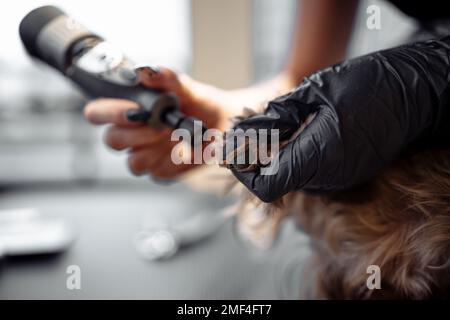 Der Meister im Friseursalon wird die Krallen des Hundes schneiden Stockfoto