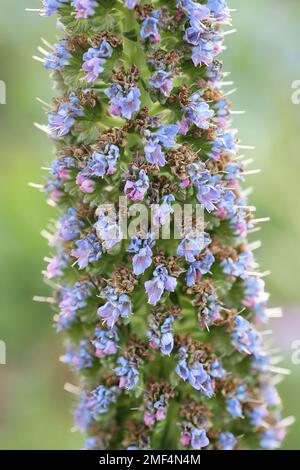 Farbenfrohe Nahaufnahme der seltenen hellblauen Blütenpalme Blue Bugloss, die alle zwei Jahre auf den Kanarischen Inseln endemisch ist Stockfoto