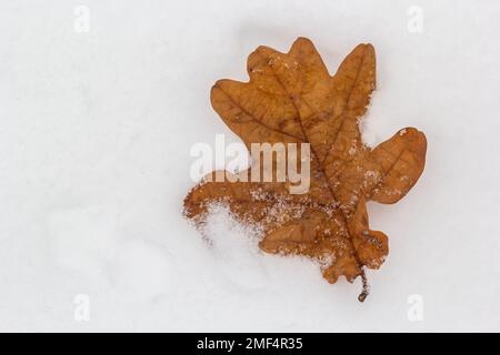 Textur, Winterhintergrund. Gelbe Herbsteichenblätter im ersten Schnee. Das trockene Blatt liegt auf flauschigem Schnee, auf dem Boden.Saisonwechselkonzept. Kopie SPA Stockfoto