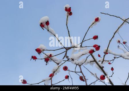 Verschneite rote Früchte von Rosenhüften im Winter unter dem Schnee an einem sonnigen Tag. Stockfoto