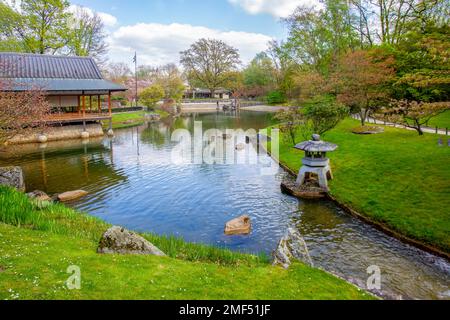 Blick auf einen japanischen Ahornbaum mit roten Blättern und Gartenpfaden an einem sonnigen Apriltag im Hasselt Japanese Garden. Links sehen Sie die Kirschblüte Stockfoto