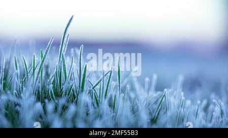 Frostbefallene junge Weizentriebe. Der Einfluss der Witterungsbedingungen auf die Produktivität. Das grüne Gras ist mit Eiskristallen bedeckt. Ein Wunder Stockfoto