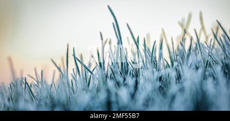 Frostbefallene junge Weizentriebe. Der Einfluss der Witterungsbedingungen auf die Produktivität. Das grüne Gras ist mit Eiskristallen bedeckt. Ein Wunder Stockfoto