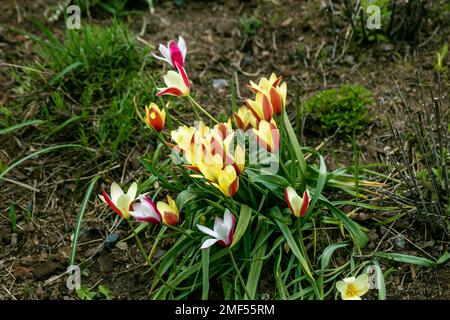 Verschiedene Tulpen Clusiana blühen im April in einem Garten Stockfoto