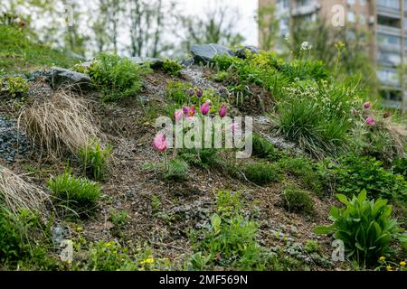 Verschiedene Tulpen Clusiana blühen im April in einem Garten Stockfoto