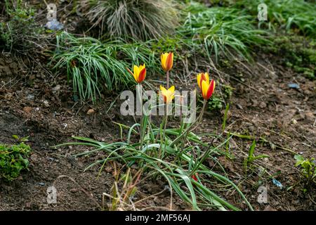 Verschiedene Tulpen Clusiana blühen im April in einem Garten Stockfoto