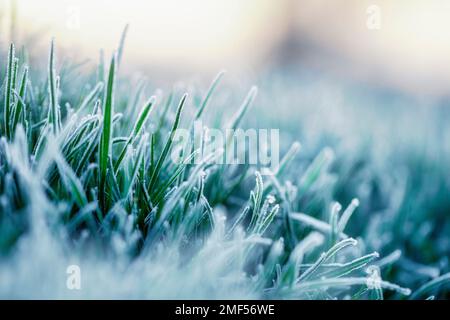 Frostbefallene junge Weizentriebe. Der Einfluss der Witterungsbedingungen auf die Produktivität. Das grüne Gras ist mit Eiskristallen bedeckt. Ein Wunder Stockfoto