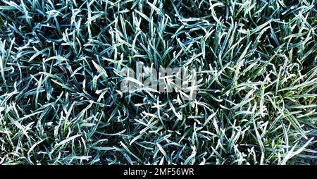 Frostbefallene junge Weizentriebe. Der Einfluss der Witterungsbedingungen auf die Produktivität. Das grüne Gras ist mit Eiskristallen bedeckt. Ein Wunder Stockfoto