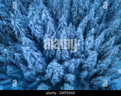 Blick aus der Vogelperspektive auf wunderschöne Kiefern im Schnee im wunderschönen Winter Stockfoto